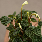 Цветок «Пеперомия» в горшке