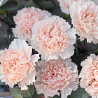 Букет «Ажур»