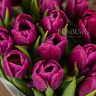 Букет пурпурных тюльпанов S