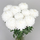 Хризантемы Бигуди