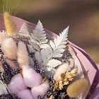 Букет из сухоцветов «Вечер в Провансе»