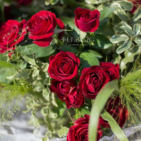 Картинки красные розы - 67 фото