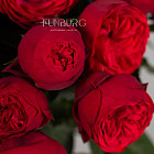 Пионовидные розы Red Piano