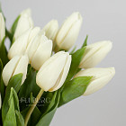 Белые тюльпаны