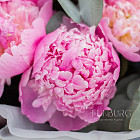 Букет розовых пионов «Леденцы» XS