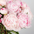 Нежно-розовые пионы