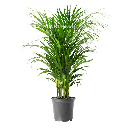 Горшечное растение «Хризалидокарпус» 90см