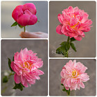 Букет из пионов и гвоздик «Земляничные сны»