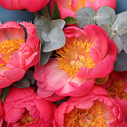 Букет из коралловых пионов «Кувшинки»