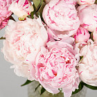 Нежно-розовые пионы