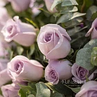 Букет роз «Лиловый рассвет»