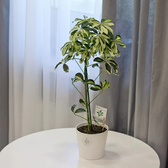 Комнатные растения купить недорого, цена в интернет-магазине Rostok-Family