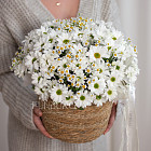 Корзина кустовых хризантем и ромашек