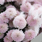 Монобукет из сиреневых хризантем Сантини