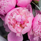 Букет розовых пионов «Леденцы» XS