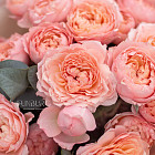 Монобукет из пионовидных роз «Джульетта»