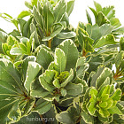 Питтоспорум