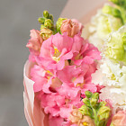 Букет из антирринума «Волшебный аромат»