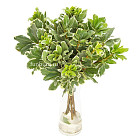 Питтоспорум