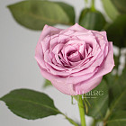 Сиреневые розы (Эквадор)