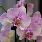 Цветок «Орхидея фаленопсис (микс)» в горшке
