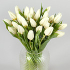 Белые тюльпаны