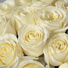 Белые розы Ivana