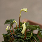 Цветок «Пеперомия» в горшке