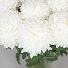 Хризантемы Бигуди