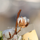 Букет «Яблочный шорли»