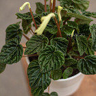 Цветок «Пеперомия» в горшке