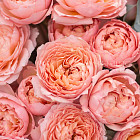 Монобукет из пионовидных роз «Джульетта»