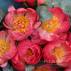 Букет из коралловых пионов «Кувшинки»