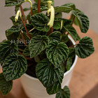 Цветок «Пеперомия» в горшке