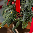 Ёлочка из нобилиса «Новогодняя классика»