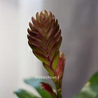 Цветок «Вриезия» в горшке
