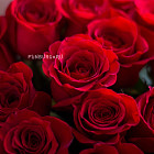 Букет роз «25 роз»