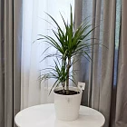Горшечное растение «Драцена» 80-100 см