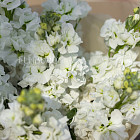 Букет из маттиолы «Пряный аромат»