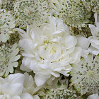 Дуобукет из хризантем и астранции