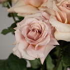 Французские розы Quicksand