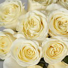 Белые розы Ivana