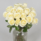 Белые розы Ivana