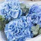 Букет голубых гортензий «Лагуна»