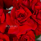 Красные розы Nina