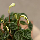 Цветок «Пеперомия» в горшке