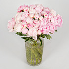 Нежно-розовые пионы