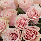 Монобукет из роз Pink Mondial XS