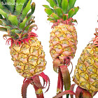 Декоративный ананас