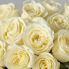Белые розы Ivana
